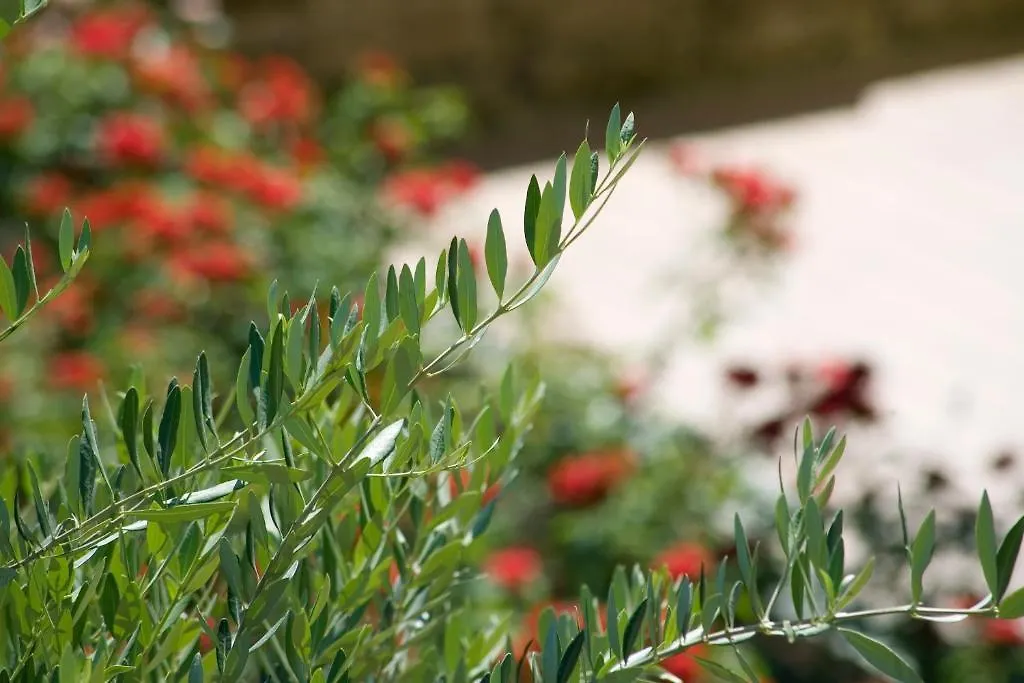 Hotel Relais Agli Olivi Λατζίζε